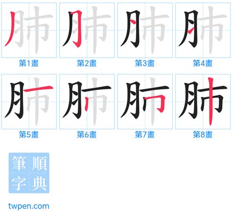 肺筆劃|肺的筆順 國字「肺」筆畫